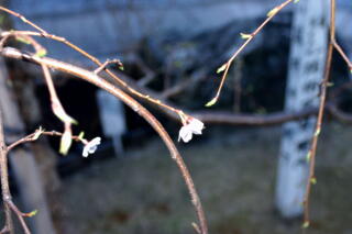 2013　しだれ桜プロジェクト　【3月19日】_c0170415_18303766.jpg