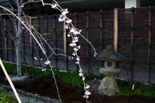 2013　しだれ桜プロジェクト　【3月19日】_c0170415_1830915.jpg