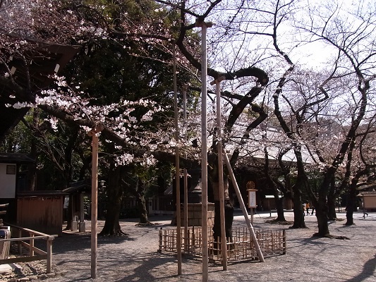 標本木の桜 靖国神社 Arekore 標本木の桜 靖国神社 Arekore
