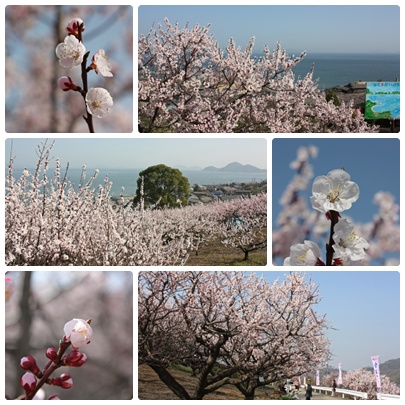 花便りが気にかかる季節になりましたね。_f0167415_17412685.jpg
