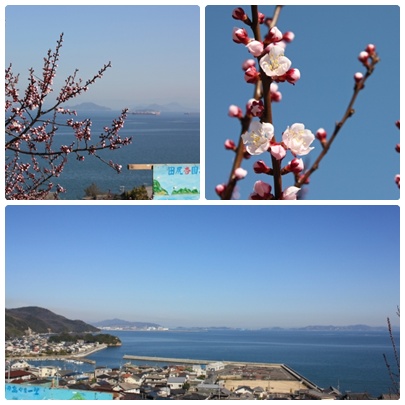 花便りが気にかかる季節になりましたね。_f0167415_17424325.jpg
