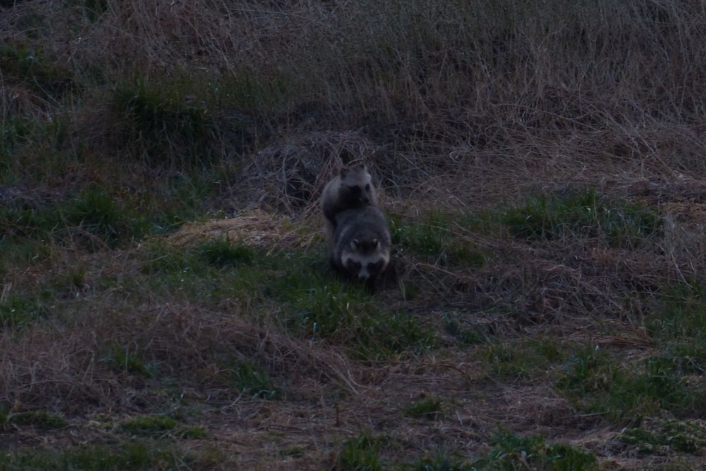 春は遍く誰にもやって来る 野生のタヌキにもね 私のデジタル写真眼