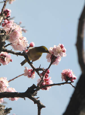 春の香り(2013.3.19)_b0080027_1665782.jpg