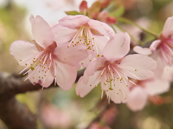 桜便り2013～知恩寺～_e0080133_1175741.jpg