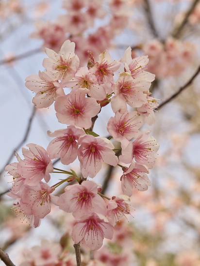 桜便り2013～知恩寺～_e0080133_1175885.jpg