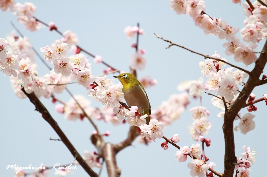 万博公園　梅まつり　2013　part.3_a0154546_111536.jpg