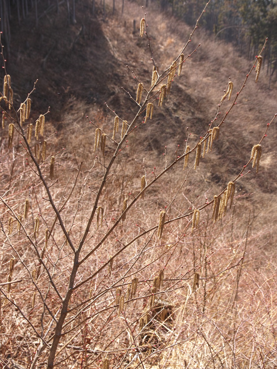 明王峠を繞る尾根と沢_c0008948_14393113.jpg