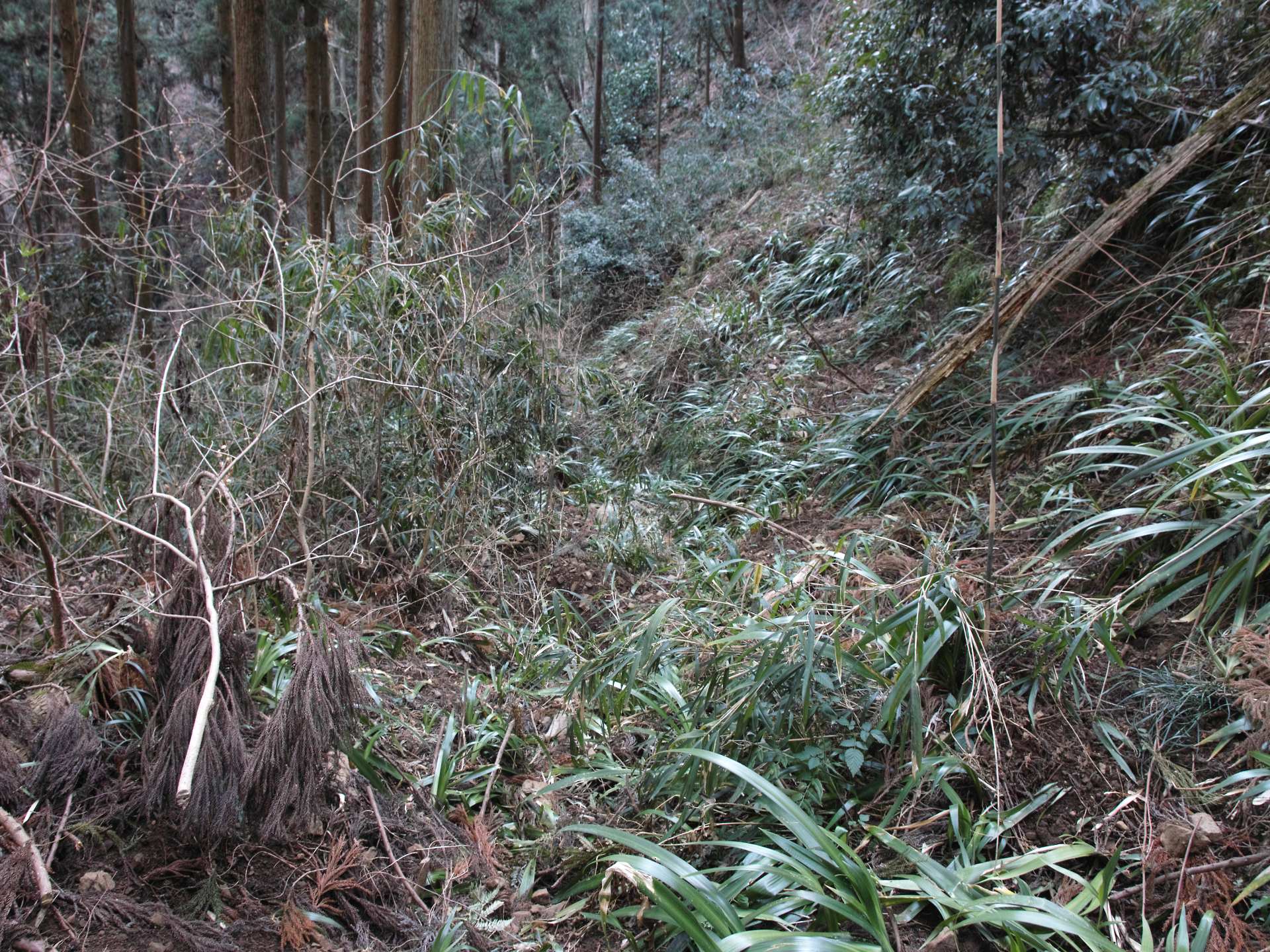 明王峠を繞る尾根と沢_c0008948_1502346.jpg