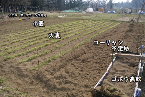 草抜き作業 ただひたすら・・_c0063348_20442031.jpg