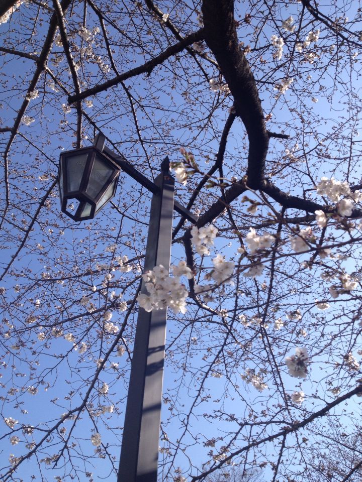 今朝の神田川の桜_b0021251_913871.jpg