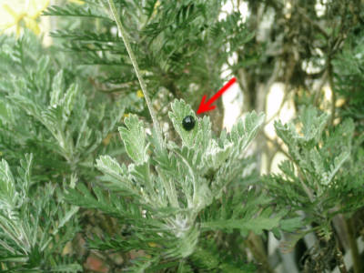 e0033751_17524855.jpg