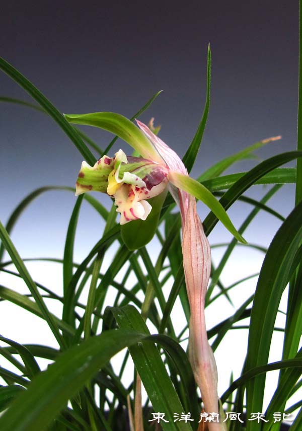 日本春蘭☆秩父紅☆赤覆輪花☆6本☆28㎝☆花芽1つ