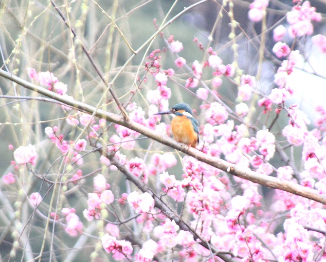 ピンクの花とカワセミ　_f0139465_2201781.jpg