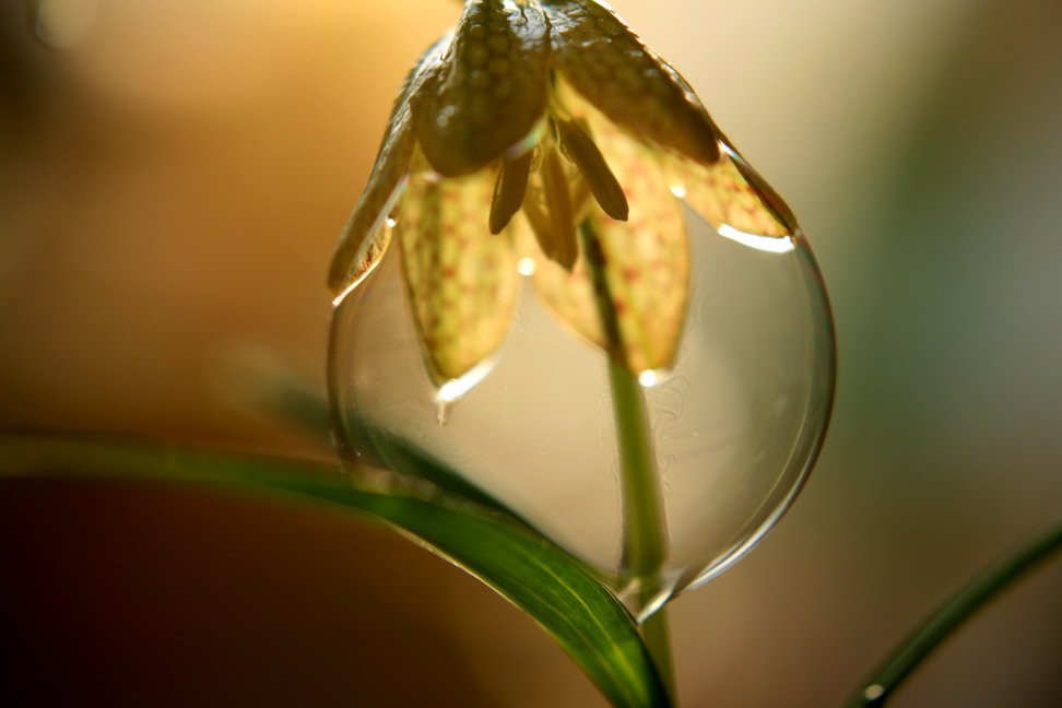 花電球 幻に魅せられて 花電球 幻に魅せられて