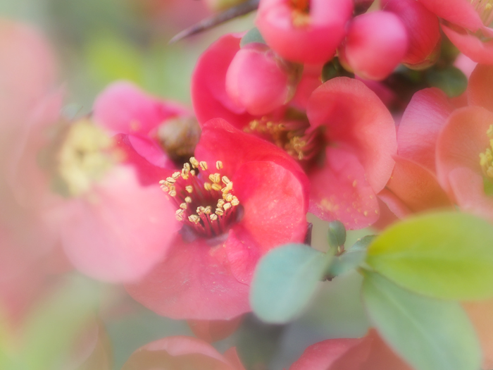 ご近所お散歩＊ボケの花_a0161380_21332060.jpg