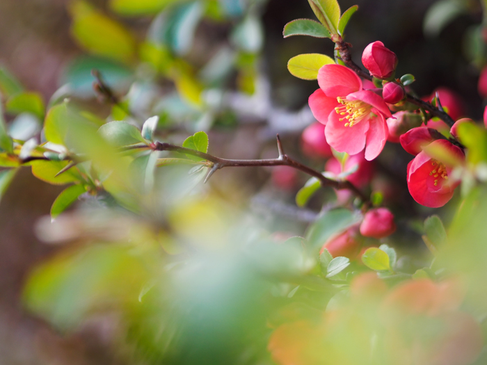 ご近所お散歩＊ボケの花_a0161380_21391038.jpg