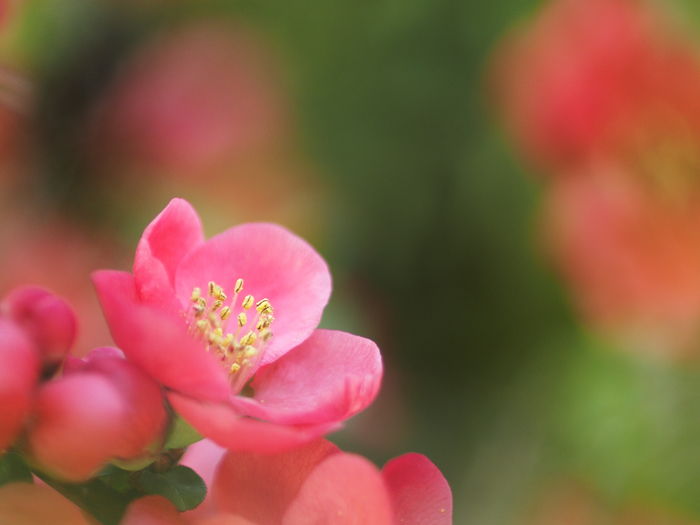 ご近所お散歩＊ボケの花_a0161380_21404127.jpg