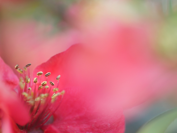ご近所お散歩＊ボケの花_a0161380_21423312.jpg