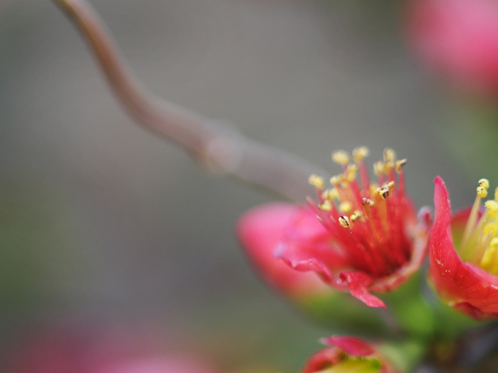 ご近所お散歩＊ボケの花_a0161380_21432412.jpg