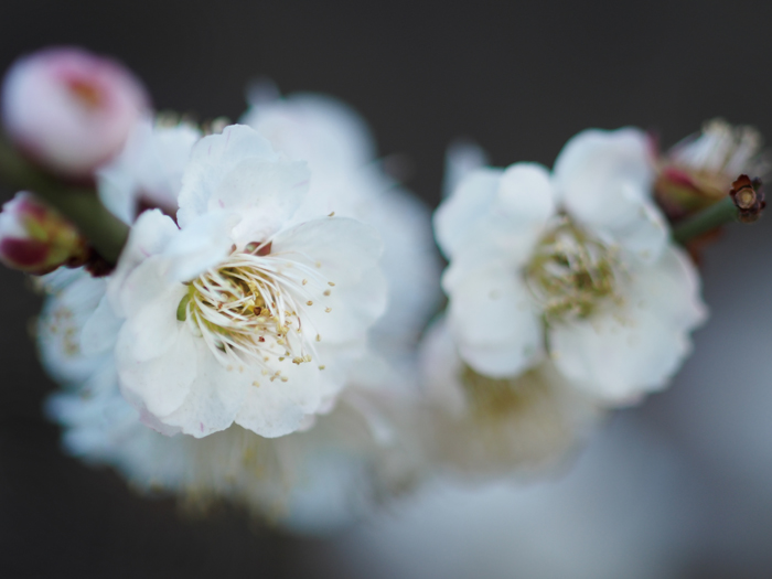 ご近所お散歩＊ボケの花_a0161380_214687.jpg