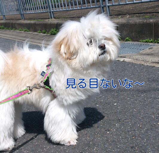 b0237894_21365019.png