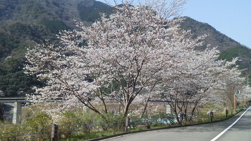 桜の高野代替地と、頭地大橋付け根。_b0125397_21241878.jpg