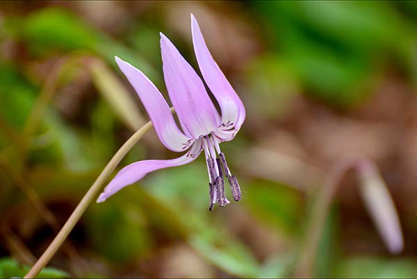 足助町のカタクリの花・・_a0044202_16132843.jpg