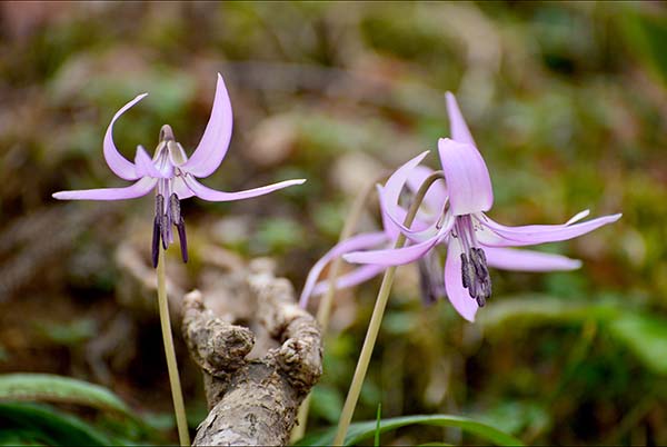 足助町のカタクリの花・・_a0044202_16144289.jpg