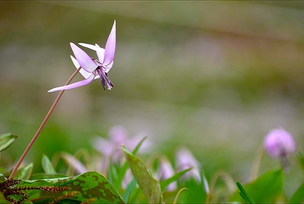 足助町のカタクリの花・・_a0044202_1615280.jpg