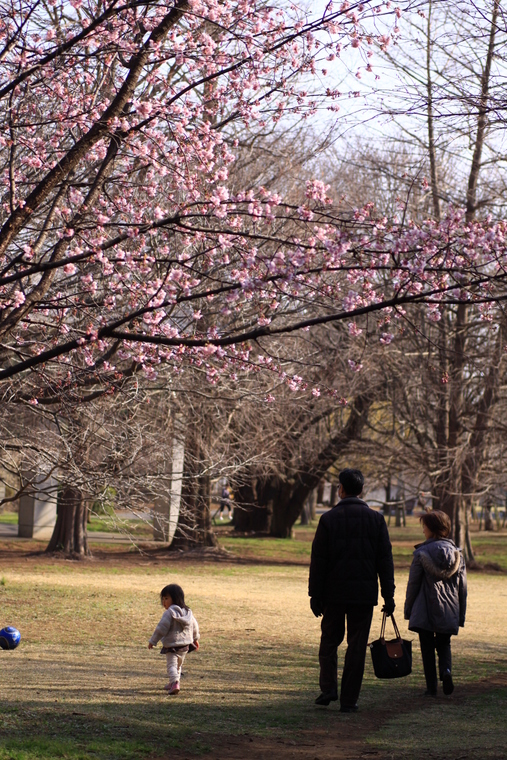 公園の片隅に咲く山桜_d0248502_1730275.jpg