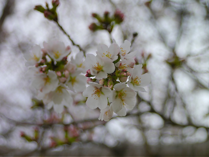 訂正！和光の桜は３〜4分咲き_c0187503_16255241.jpg