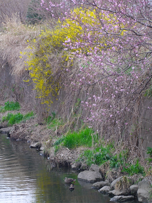 訂正！和光の桜は３〜4分咲き_c0187503_16262281.jpg