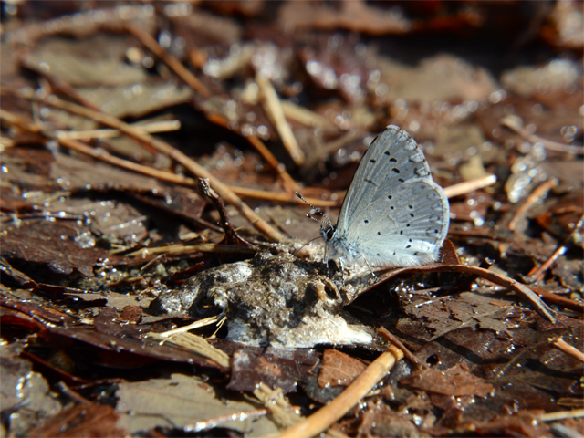 早春のチョウ　（2013/03/19）_b0159904_2344736.jpg