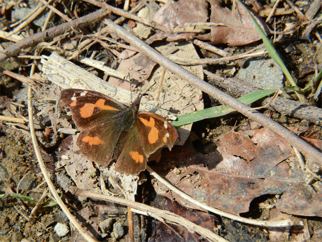 早春のチョウ　（2013/03/19）_b0159904_23482680.jpg