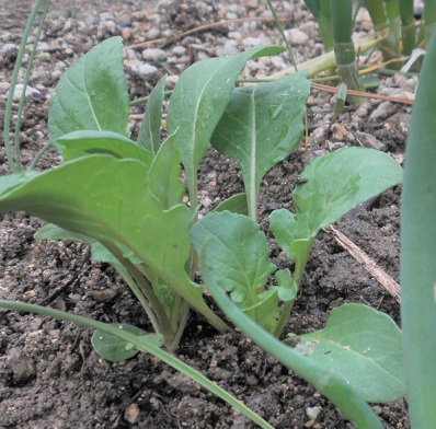 植物は人間に多くのものを与えてくれます。ハーブを植える…_e0266305_16572441.jpg