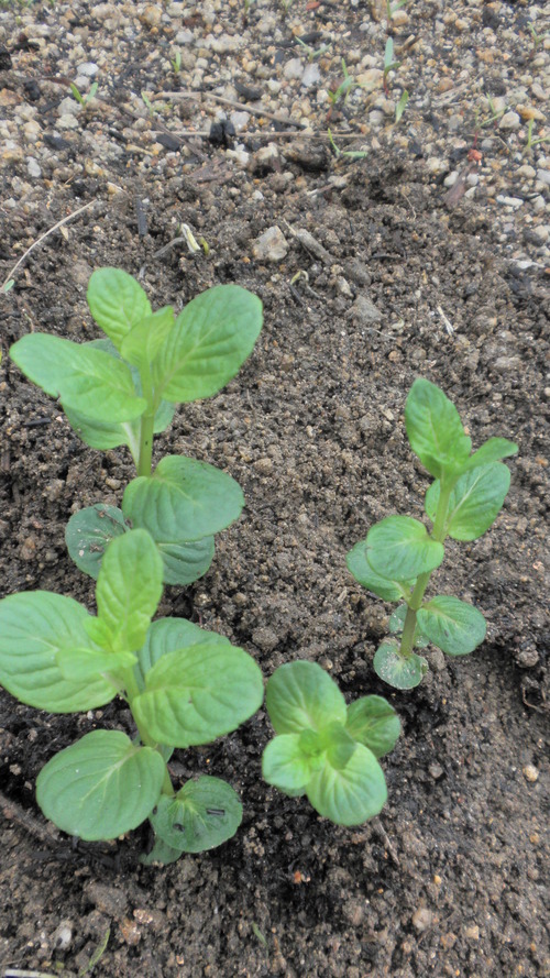 植物は人間に多くのものを与えてくれます。ハーブを植える…_e0266305_16581831.jpg