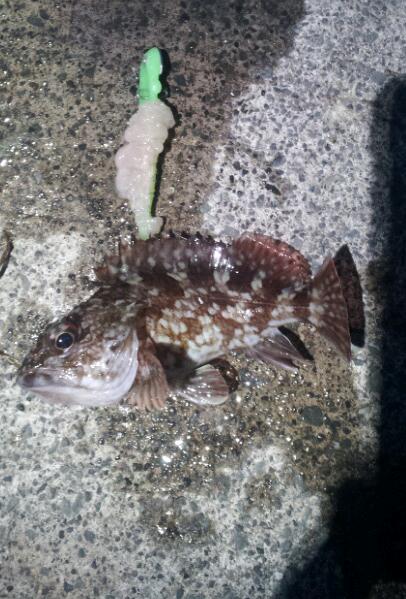 2013 ヤリイカエギングⅢ~本気モード~_f0163105_224275.jpg