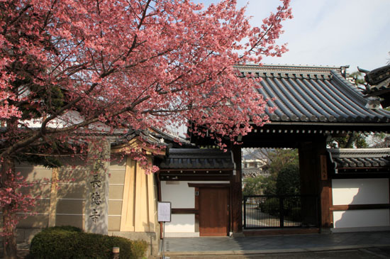 長徳寺のおかめ桜_e0048413_16174154.jpg