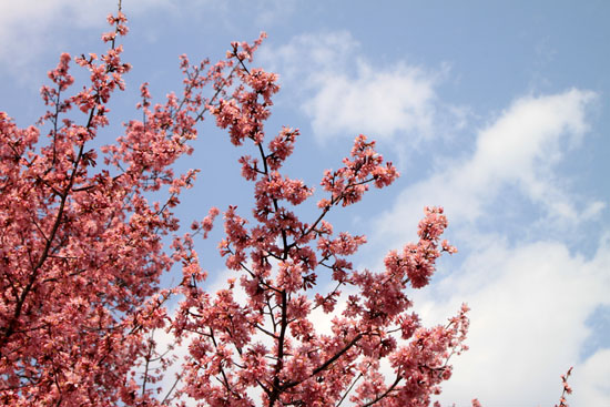 長徳寺のおかめ桜_e0048413_16175375.jpg