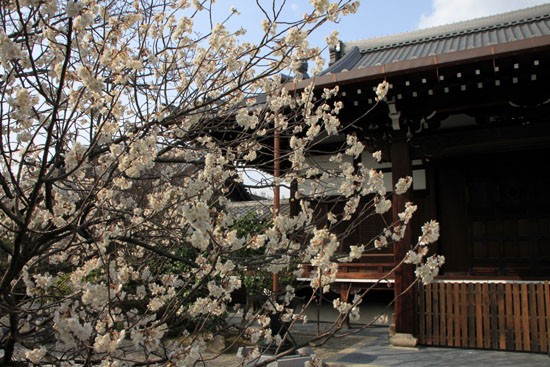 長徳寺のおかめ桜_e0048413_16181928.jpg