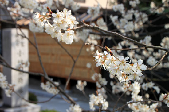 長徳寺のおかめ桜_e0048413_16183073.jpg