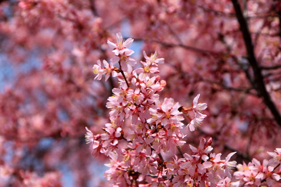 長徳寺のおかめ桜_e0048413_1618668.jpg
