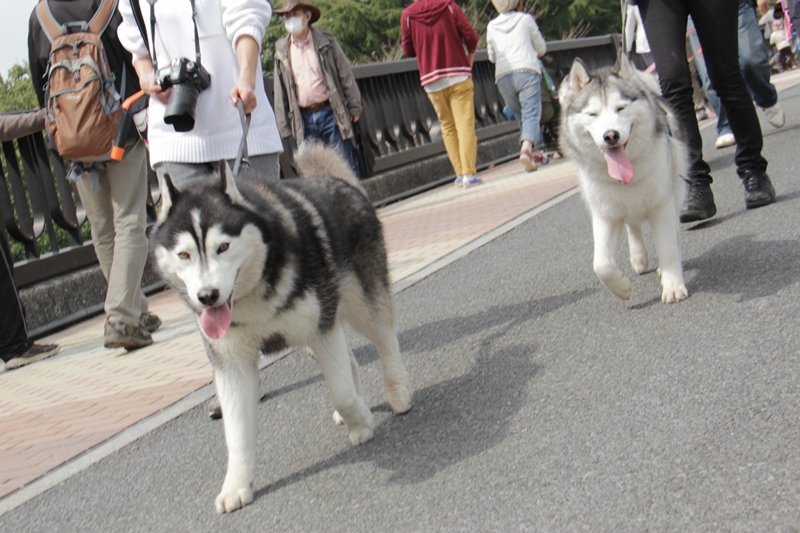 昭和記念公園でちょっと早いお花見散歩 -2_b0207615_18313442.jpg