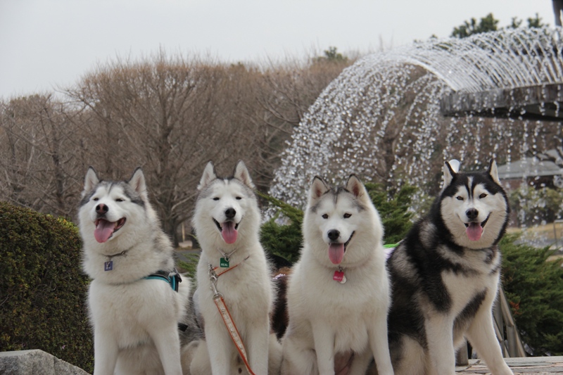 昭和記念公園でちょっと早いお花見散歩 -2_b0207615_18313654.jpg