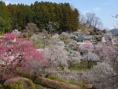 春分の日に見納めの梅を…_f0124823_21555683.jpg