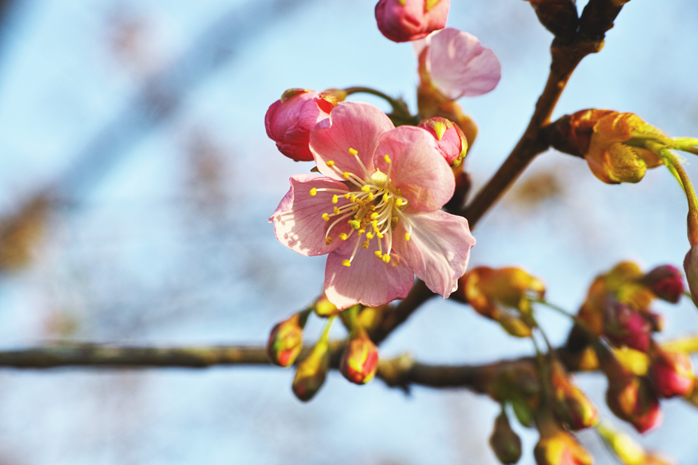 初富エリア　～かつての農村風景を偲びながら楽しむ白梅紅梅～　新京成沿線の旅シリーズ第３回の（３）_c0223825_9192183.jpg