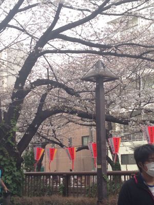 桜祭り_e0146325_15153625.jpg