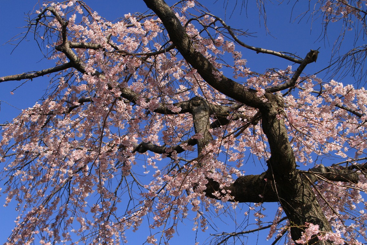 枝垂桜_c0104227_16221431.jpg