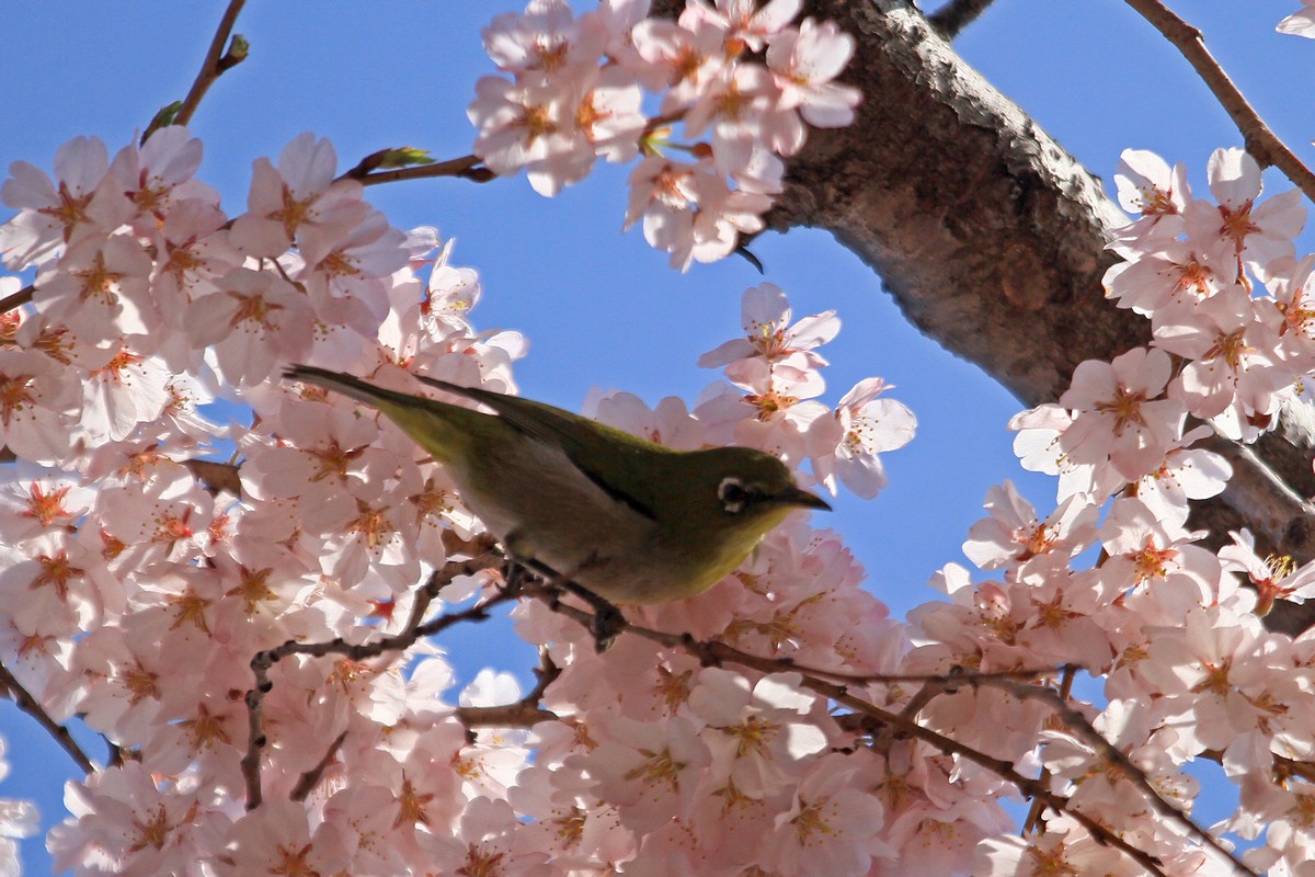 枝垂桜_c0104227_16224258.jpg