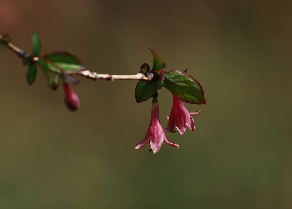 ウグイスカグラの花_b0121731_2022310.jpg